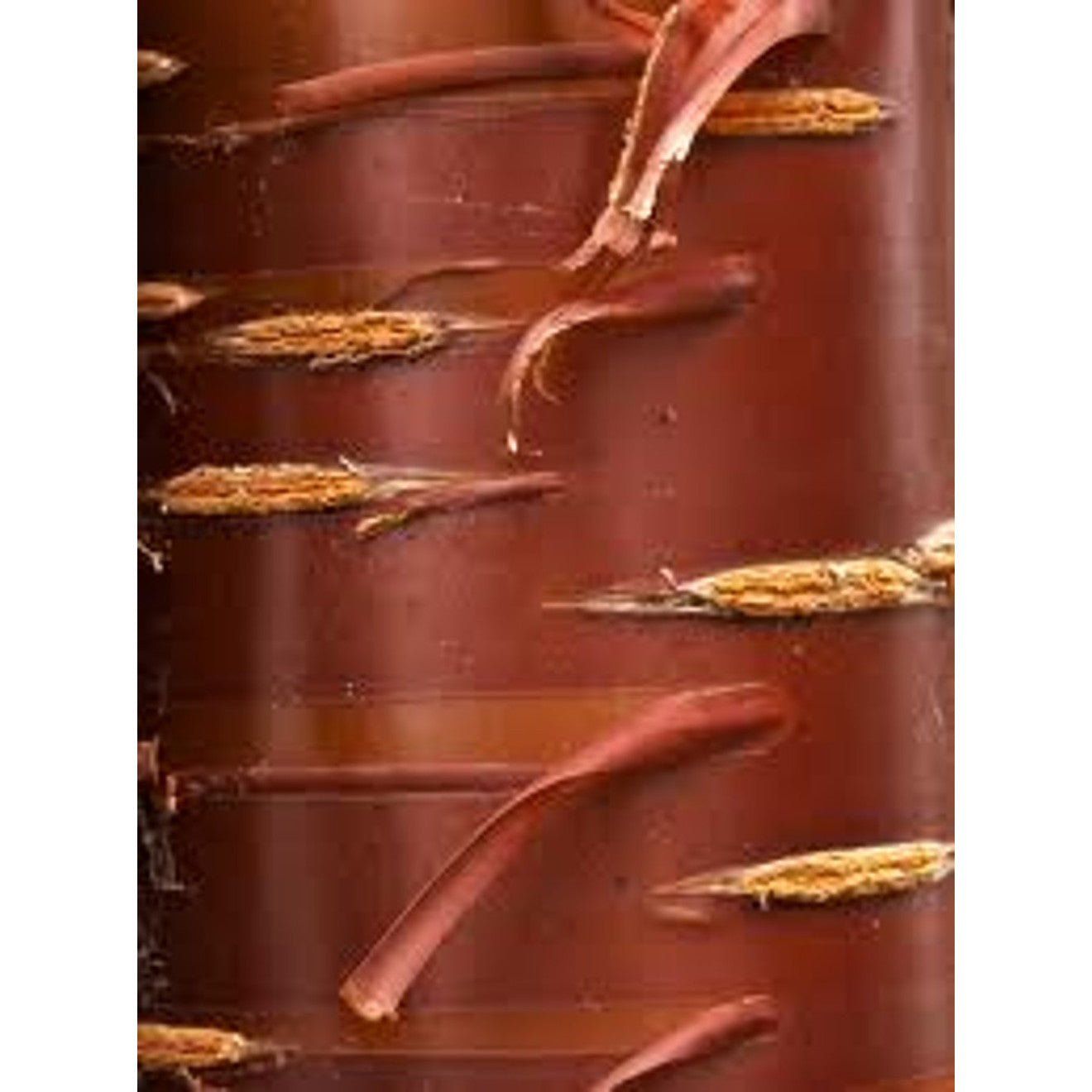 Glanskörsbär – Prunus serrula - C25 8/10 200 CM Stem